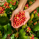 Espresso Whole beans - Medium roasted - Mix of 80% Daklak Robusta and 20% Dalat Arabica - Combo 3 packs